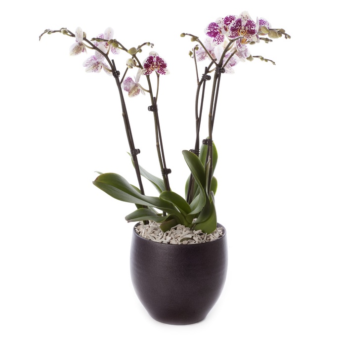 Composizione di 4 orchidee Phalaenopsys