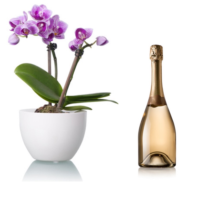 orchidea con champagne